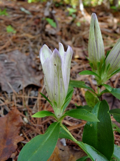 {Gentiana villosa}